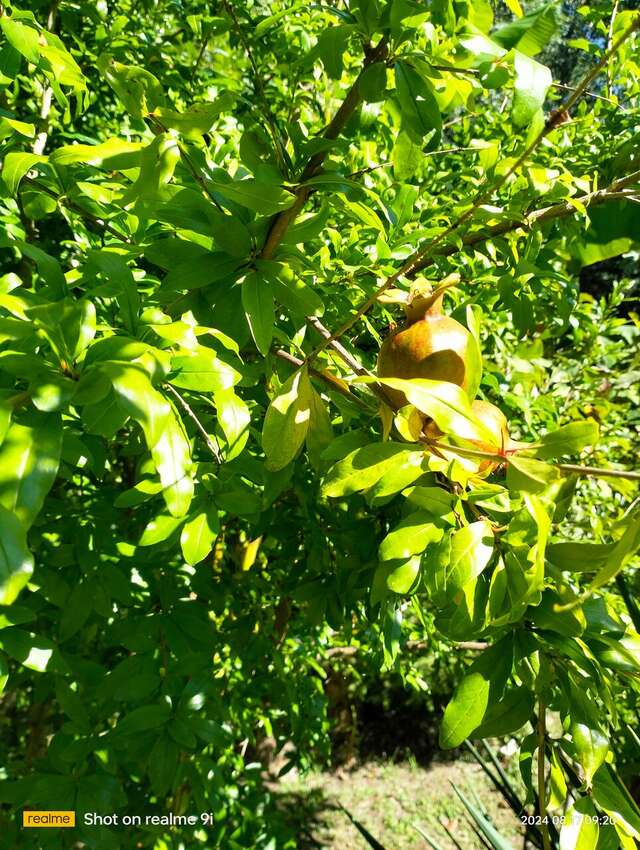 Гостиница Вилла Море Лазаревское-243